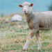 La Inteligencia Artificial aplicada por Gradiant permite la mejora de la fertilidad de las ganaderías ovinas