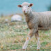 Gradiant’s IA allows to improve fertility of sheep sector